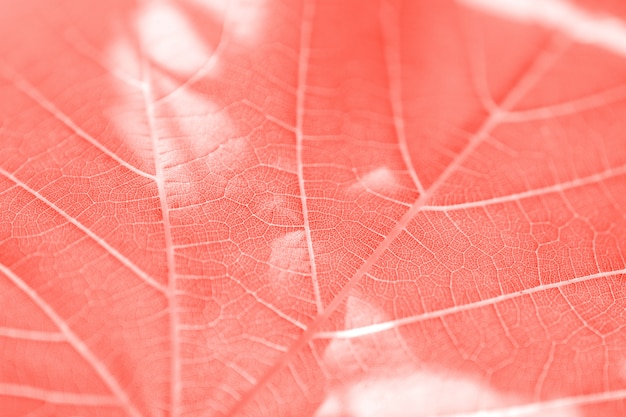 Hoja de uva, coral vivo tonificado, macro. De cerca la textura con espacio de copia para el diseño.