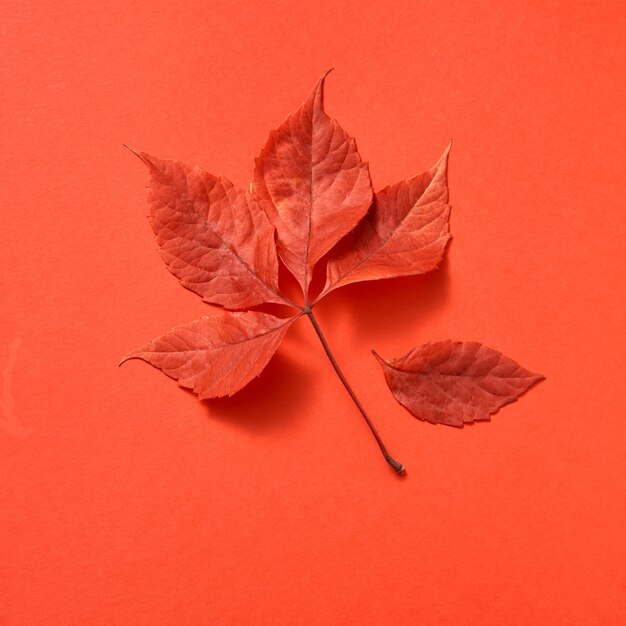 Hoja de uva de otoño de color rojo con sombras suaves, endecha plana