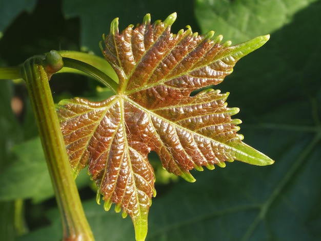 una hoja de uva en los rayos del sol poniente