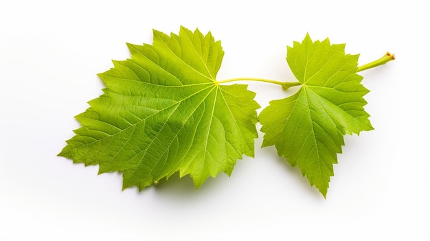 Hoja de uva sobre un fondo blanco