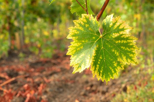 Hoja de uva sobre viñedos verdes