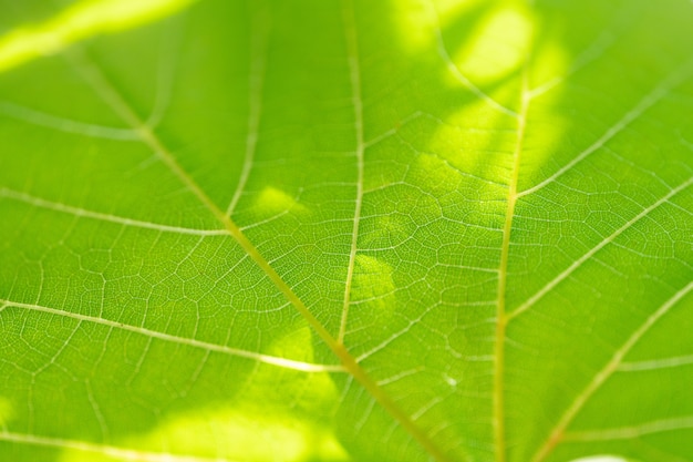 Hoja de uva, tonos verdes, macro. De cerca la textura con espacio de copia para el diseño.