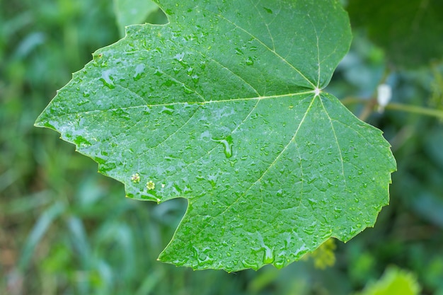Hoja de uva verde mojada por la lluvia copie el espacio de jardinería y cuidado de las plantas.