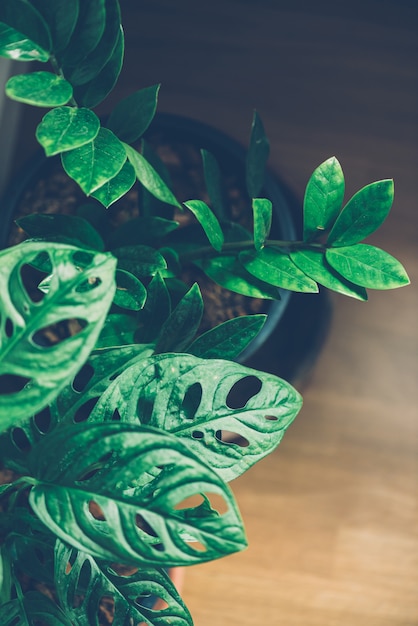 Foto hoja de ventana, monstera obliqua en maceta