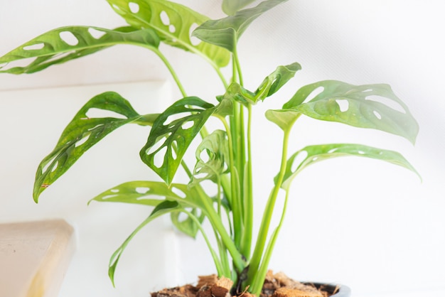 Hoja de ventana, Monstera obliqua en maceta