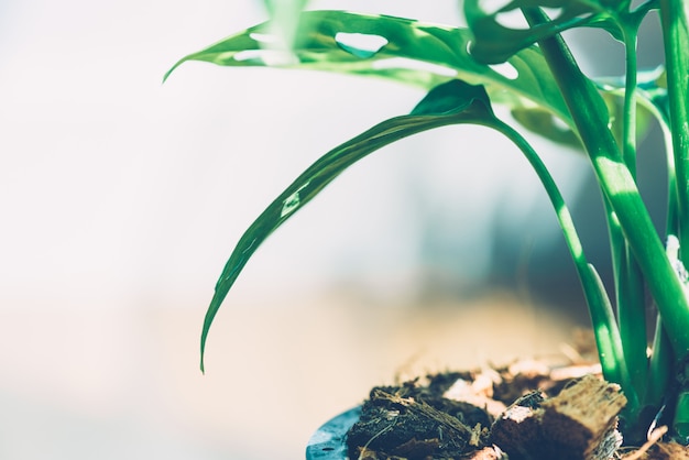 Foto hoja de ventana, monstera obliqua en maceta