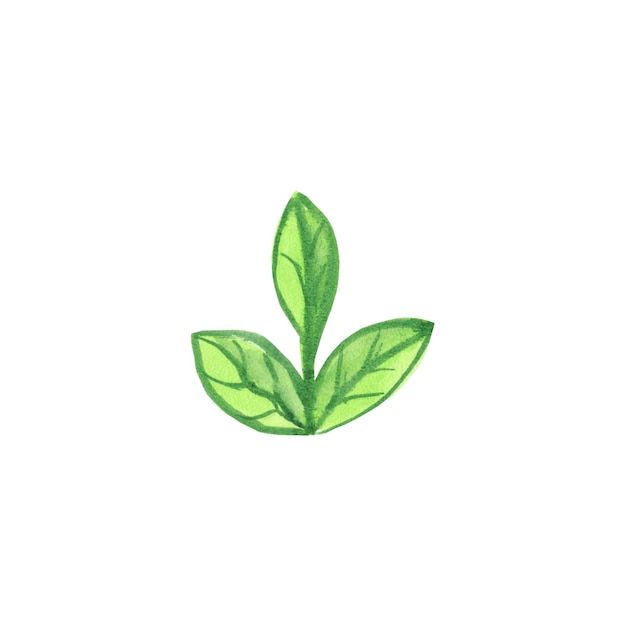 Hoja verde acuarela para uso en bodas, vacaciones, diseño de logotipos. Ilustraciones verdor aislado