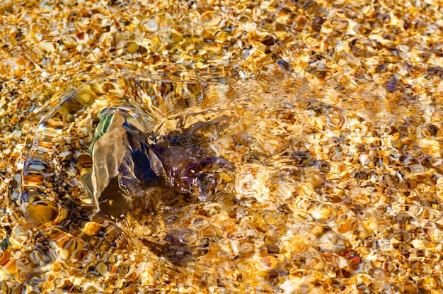 Una hoja verde en el agua