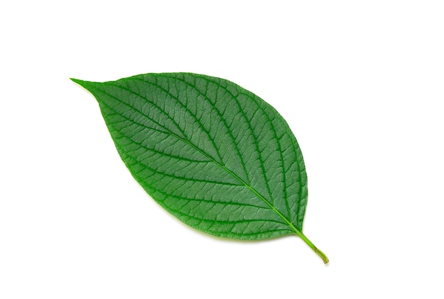 Hoja verde aislada en blanco