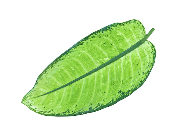 Hoja verde aislada en blanco