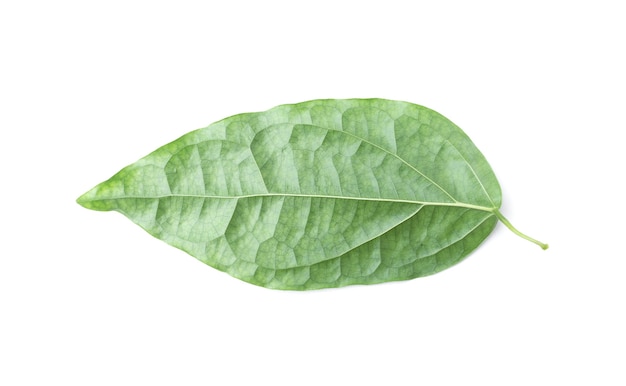 Hoja verde aislada en blanco