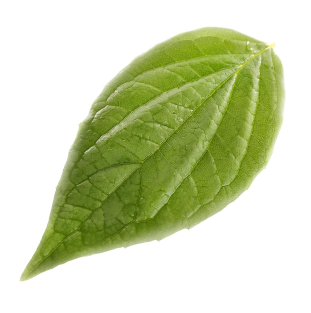 Hoja verde aislada en blanco