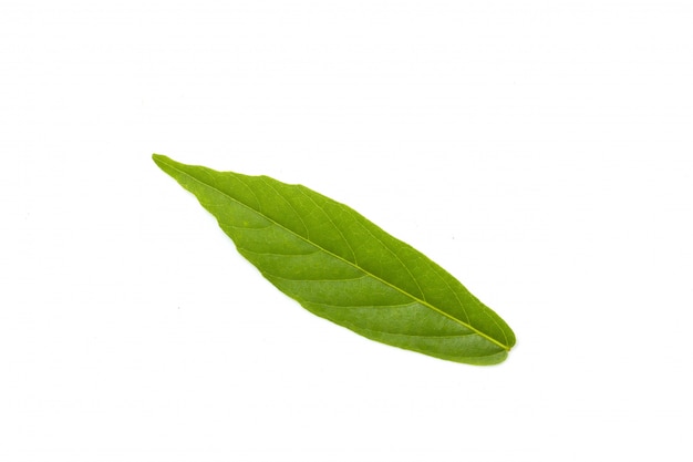 Hoja verde aislada en blanco