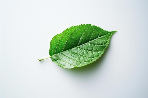 Hoja verde aislada sobre fondo blanco Copiar espacio para su texto