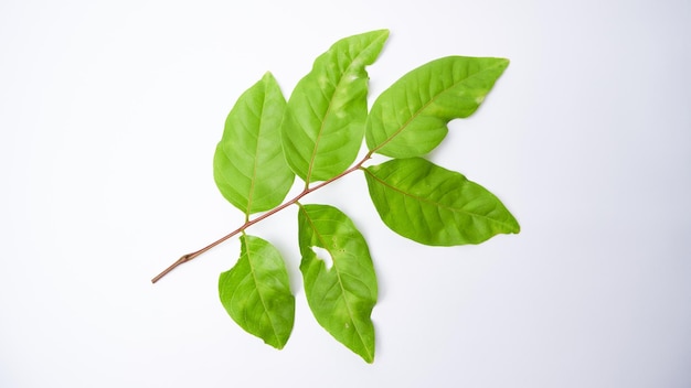 Hoja verde aislada sobre fondo blanco hoja de rambután