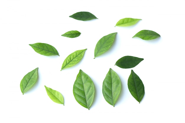 Hoja verde aislada sobre fondo blanco