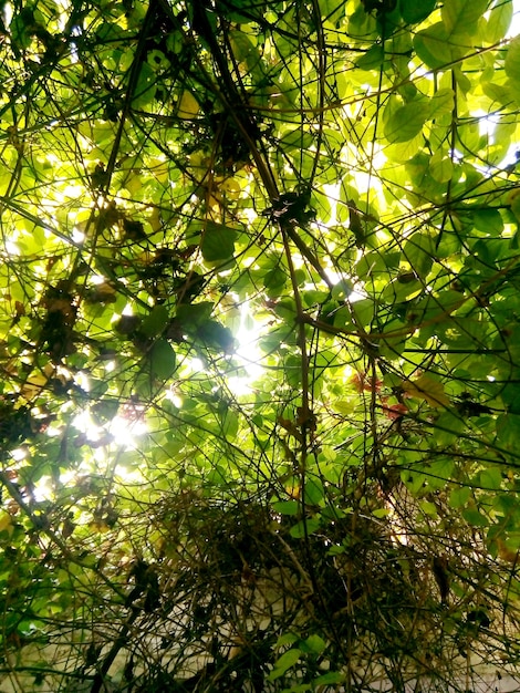 Hoja verde aislada sobre fondo verde