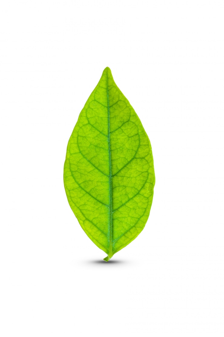 Foto hoja verde aislada