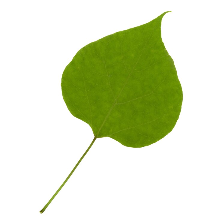 Foto hoja verde aislada