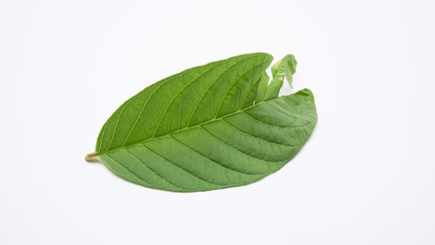 Hoja verde aislado sobre fondo blanco hoja de guayaba