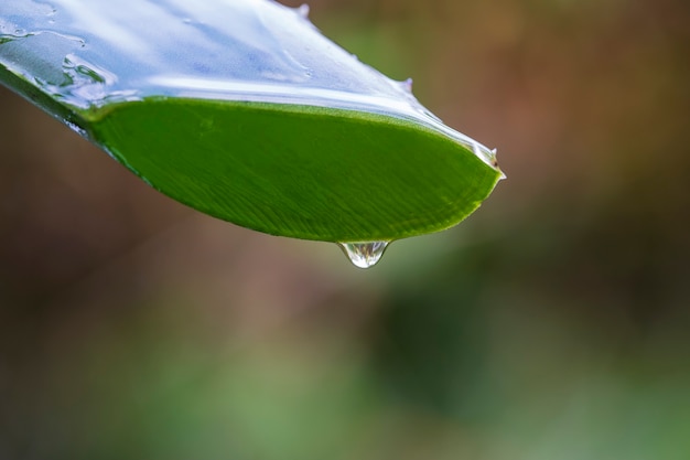 Hoja verde de aloe vera con jugo claro goteando, de cerca. Gota de planta de aloe vera. Concepto de medicina natural