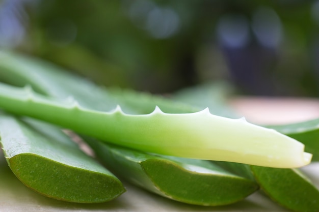 Hoja verde Aloe Vera.