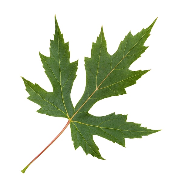 Hoja verde del árbol de arce plateado aislado