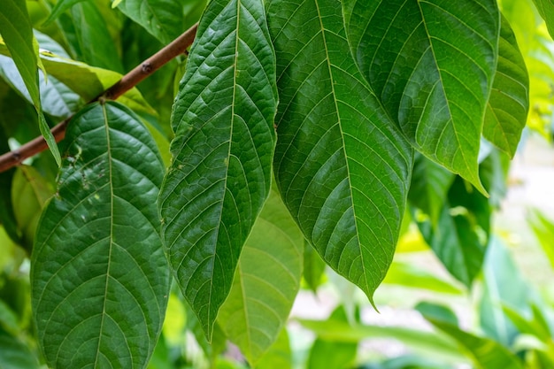 Hoja verde de árbol de cacao