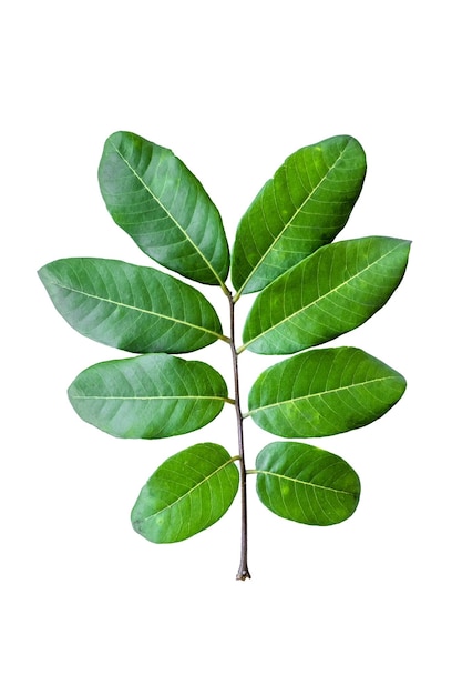 Una hoja verde de un árbol con un fondo blanco.