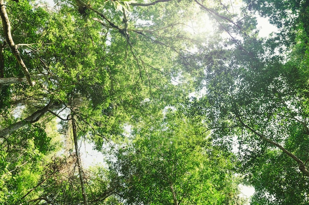 Hoja verde en árbol con sol