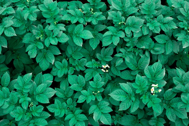 Hoja verde azul de belleza de fotograma completo para el fondo