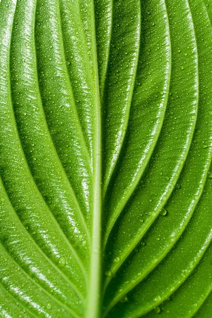 Hoja verde cerca de fondo natural