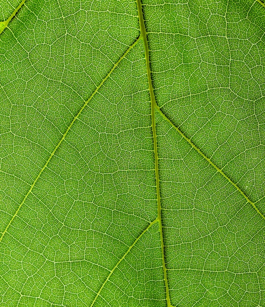 Hoja verde de cerca