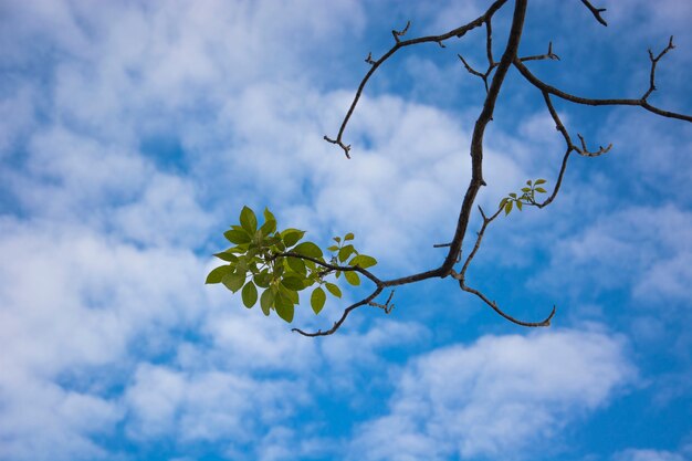 Hoja verde con cielo azul y nubes.