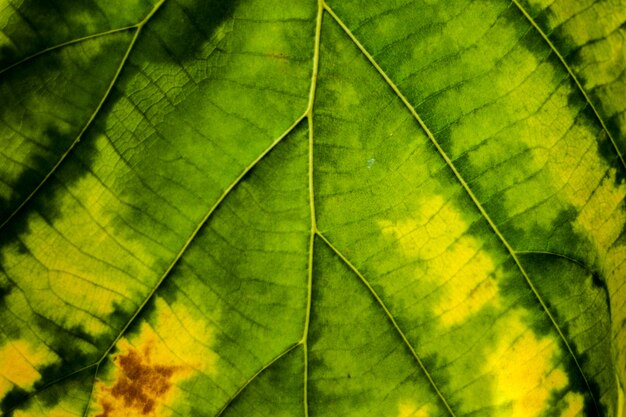 La hoja verde da vuelta al fondo macro del primer de la textura amarilla