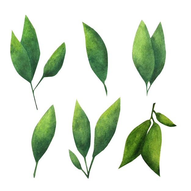 Hoja verde Elemento de acuarela para la decoración