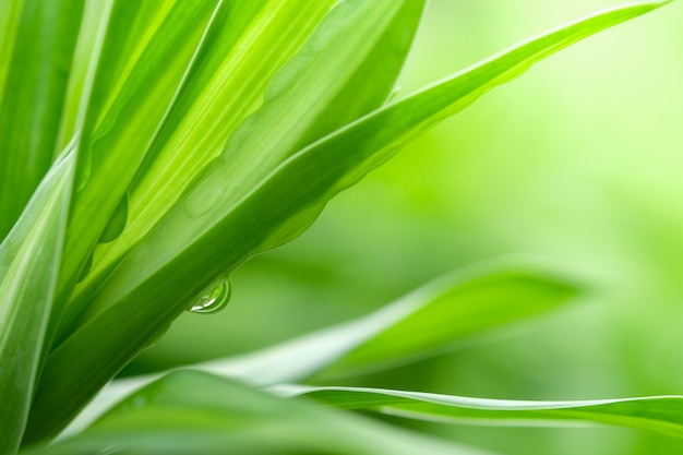 Hoja verde con el espacio de la copia usando como concepto de la naturaleza del verano del fondo.