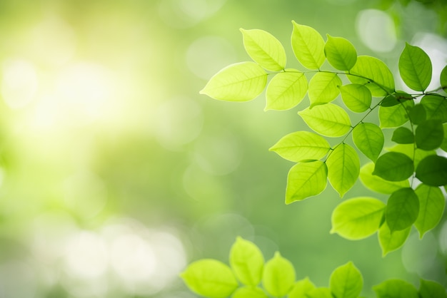 Hoja verde con el espacio de la copia usando como concepto de la naturaleza del verano del fondo.