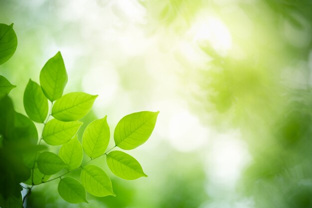 Hoja verde con el espacio de la copia usando como concepto de la naturaleza del verano del fondo.