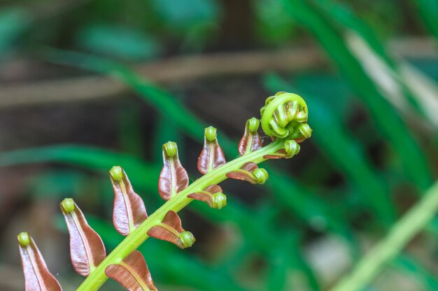 Hoja verde espiral