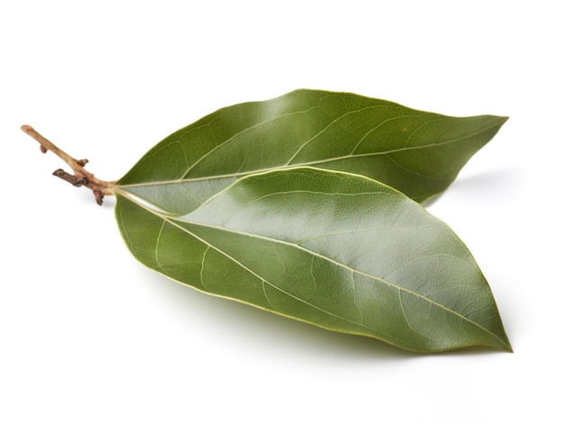 Una hoja verde está sobre un fondo blanco.