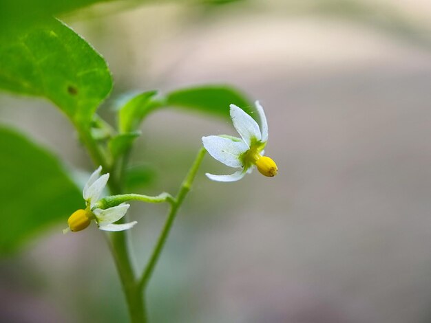 Foto hoja verde flor blanca