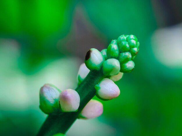 Foto hoja verde flor blanca