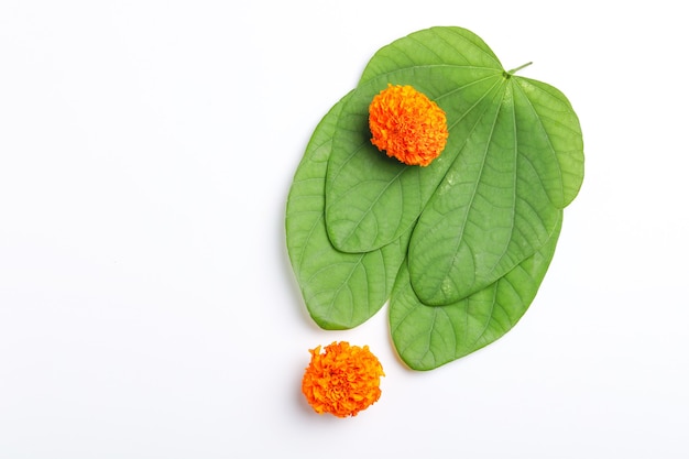 hoja verde y flor de caléndula