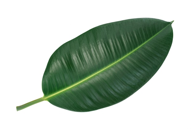 Hoja verde de una flor tropical ficus elastica aislada sobre fondo blanco sin sombras detalles altos