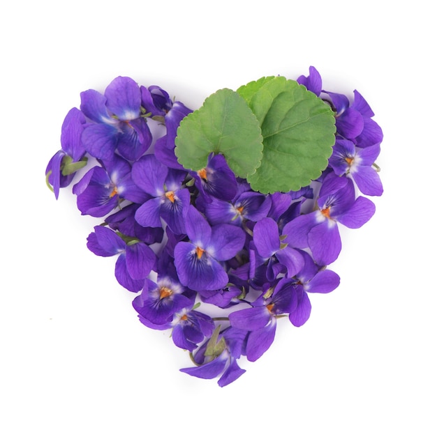 Hoja verde y flores de madera violeta Viola odorata aislado en blanco aislado. Planta medicinal y de jardín