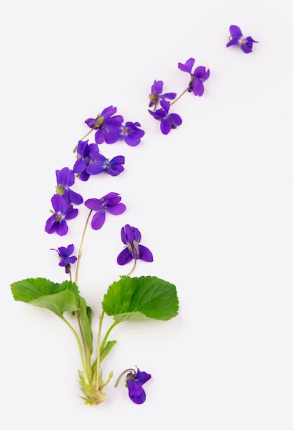 Hoja verde y flores de madera violeta Viola odorata aislado sobre fondo blanco. Planta medicinal y de jardín