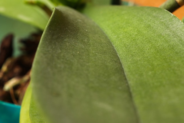 Hoja verde en el foco cercano