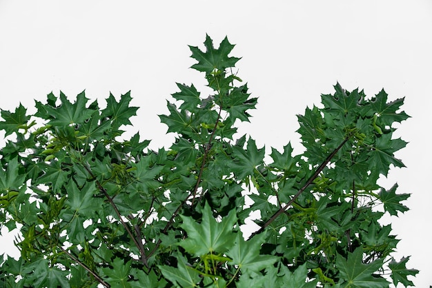 hoja verde con fondo blanco aislado