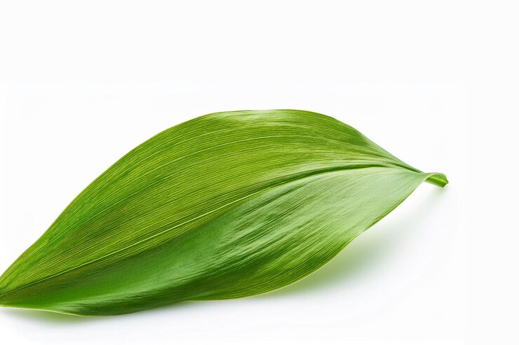 una hoja verde con un fondo blanco